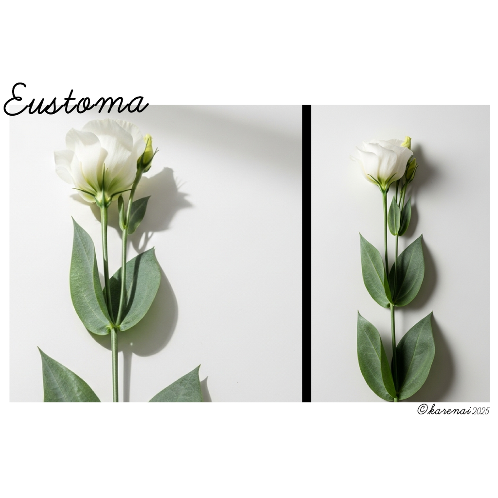 Eustoma - Whisper in White - L/S Tee