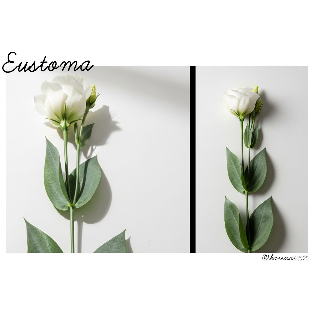 Eustoma - Whisper in White - L/S Tee