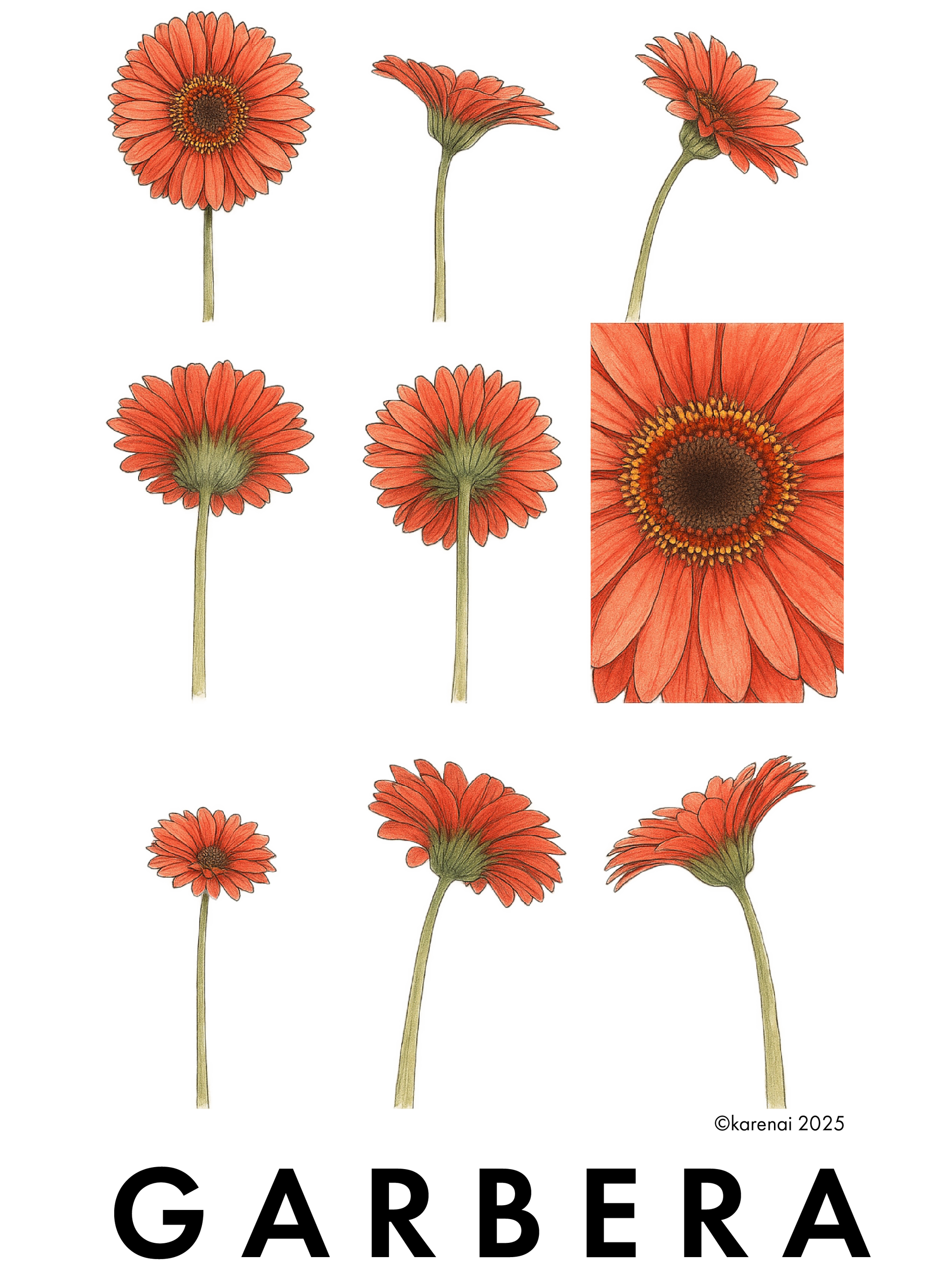 Nine Views of a Gerbera ─ 咲くという構造 ─