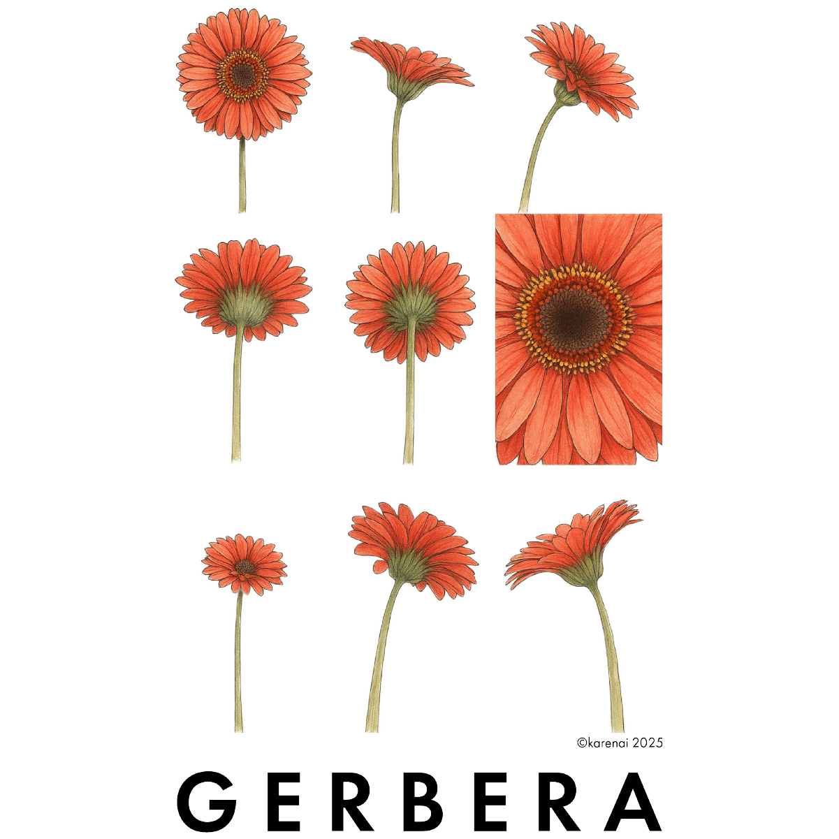Gerbera - Nine Views of a Gerbera - L/S Tee